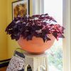 Large Planting Bowl, Burnt Sienna