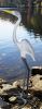 Great Egret I