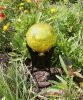 6" Gazing Globe, Lemon Drop