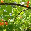 Mushroom Trellis