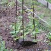 Mushroom Trellis